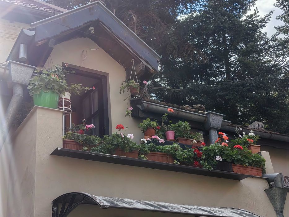 Цветя на половин цена