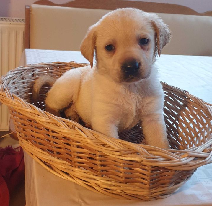 vand pui labrador 8 saptamani, sanatosi, jucausi, adorabili