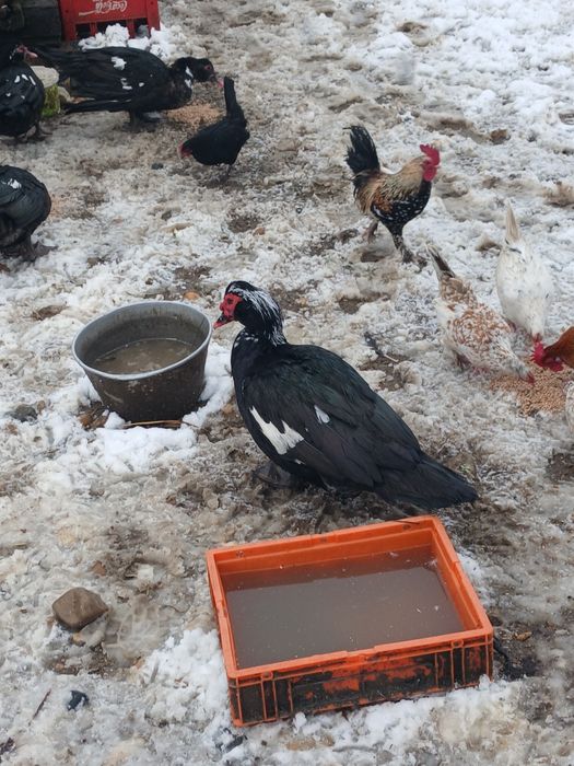 De vânzare rate lesesti