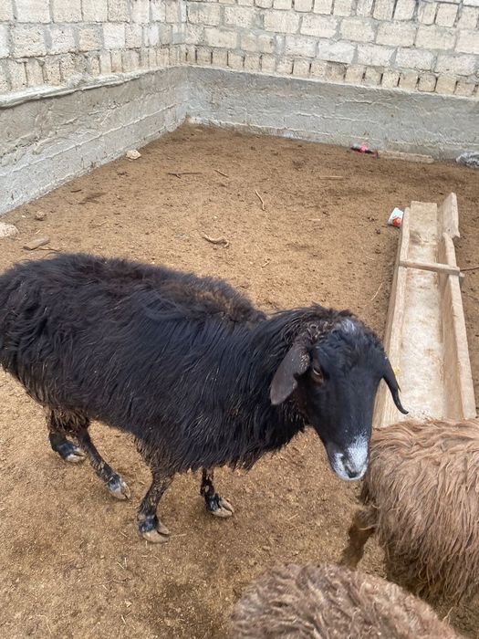 Тек қойлар сатылады