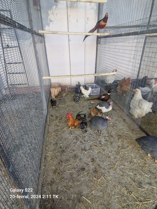 kaklik fazan yapon tovu sisarkalar tovuq horozlar