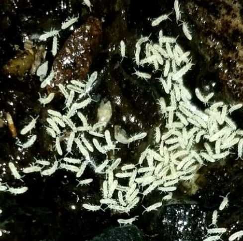 Продавам Колемболи / Вилоскачки/Спрингтейли/ Springtails