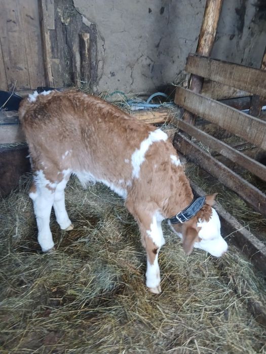 Tăuraș 2 săptămâni