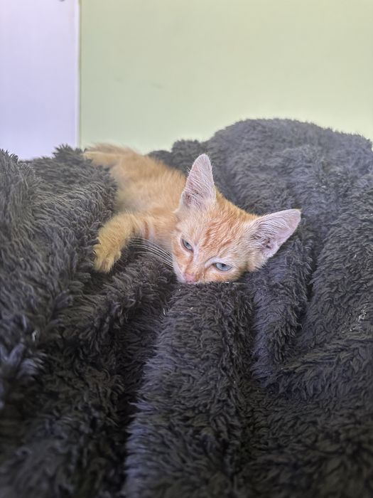 Малко златно котето
