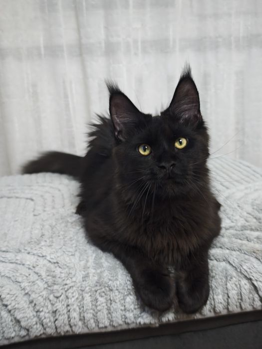 Мейн Кун мальчики