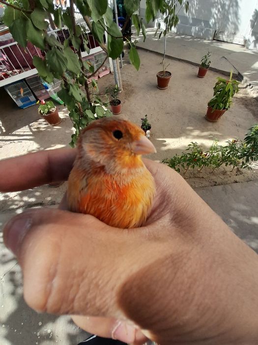 Kanareyka , Izabella