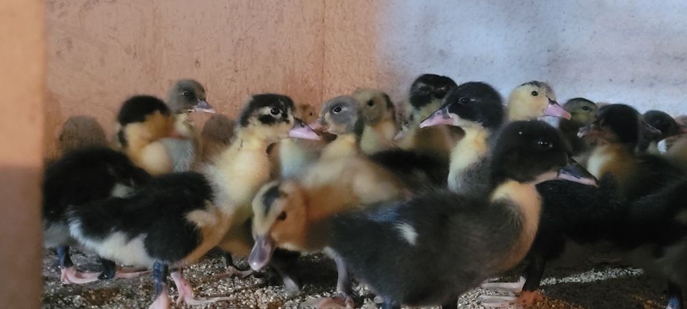 Boboci de rață pekin,polare și rate macaitoare românești