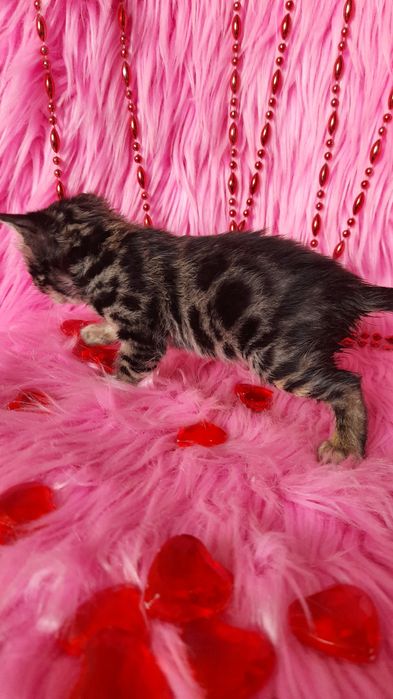 Бенгальская угольная девочка