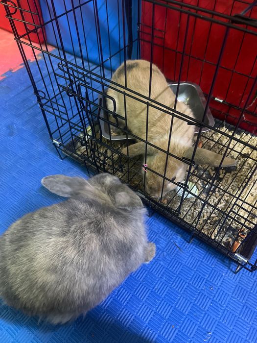 Декоративные кролики