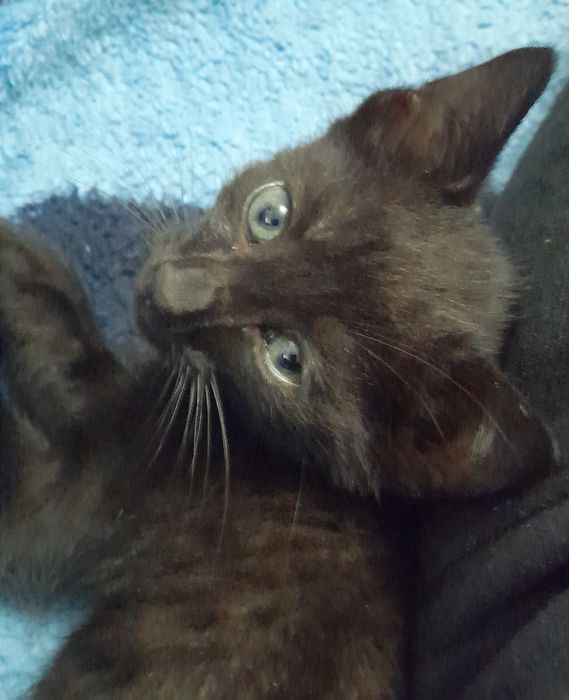 Отдам котят в добрые руки!