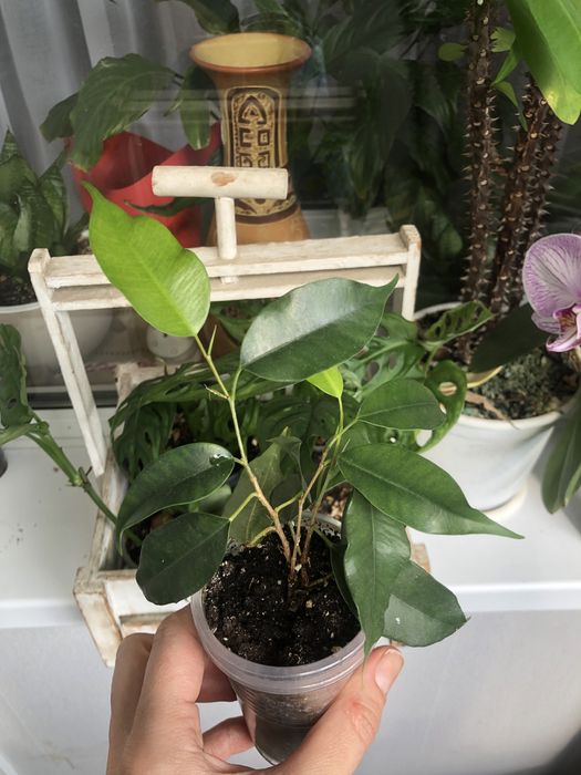 фикус Бенджамина