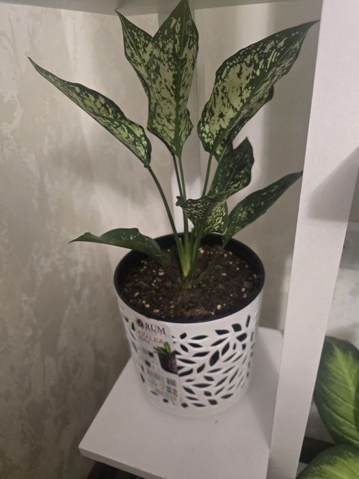 Аглонема даймонт