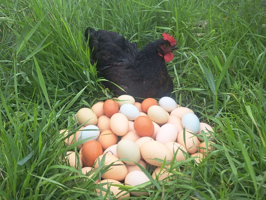 Яйцо куриное 650