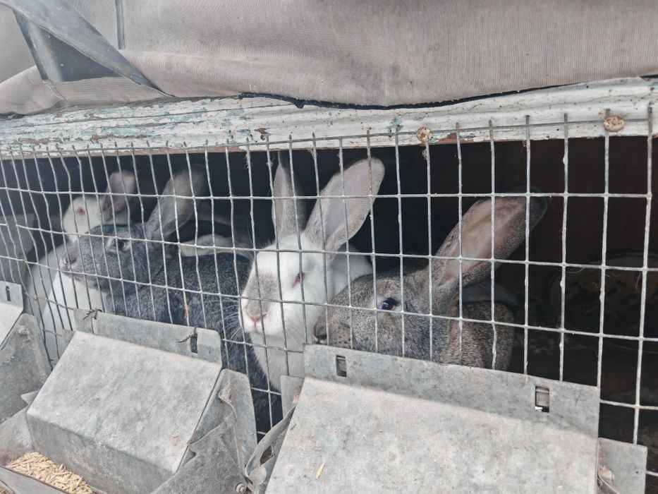 Продам кроликов великан