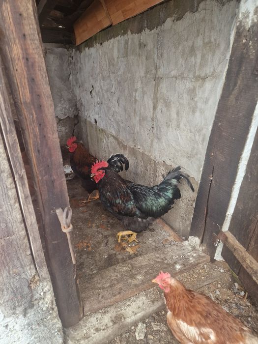 Продавам Млад едър петъл