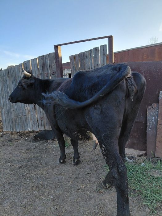 Продам корову 6 лет. Большаяяя