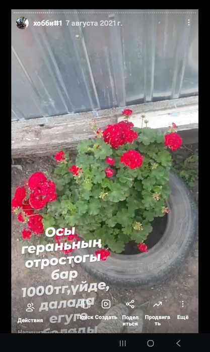 Герань доставка бесплатная