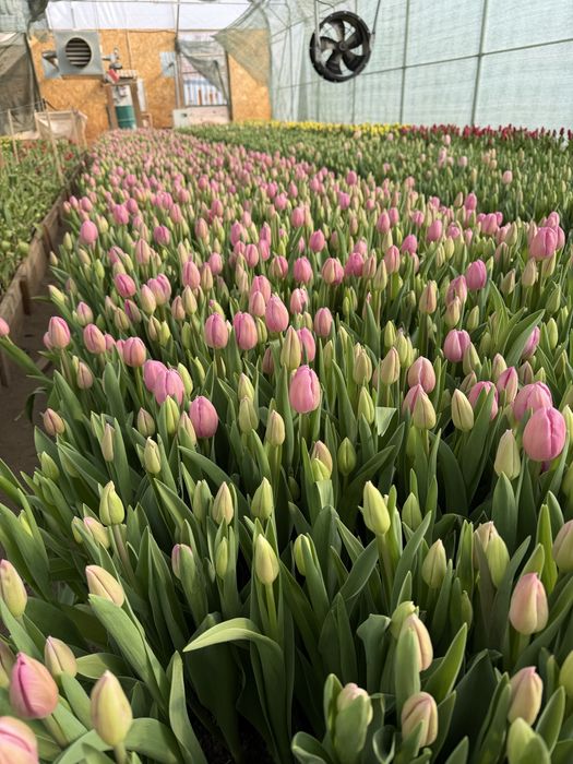 Тюльпаны оптом , премиум класса!