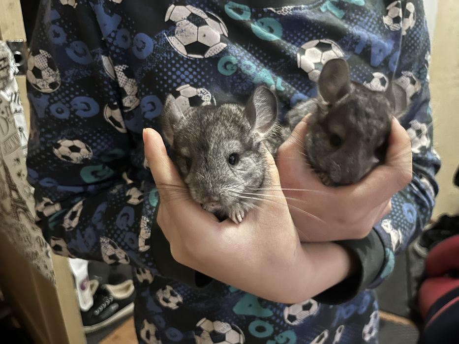 Продам Шиншилу 15.000