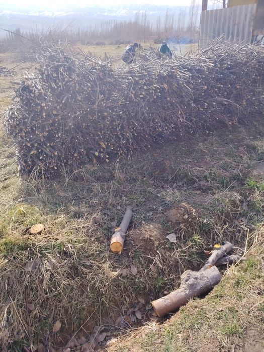 Otinlar katta abyomda shox utin va g'o'la