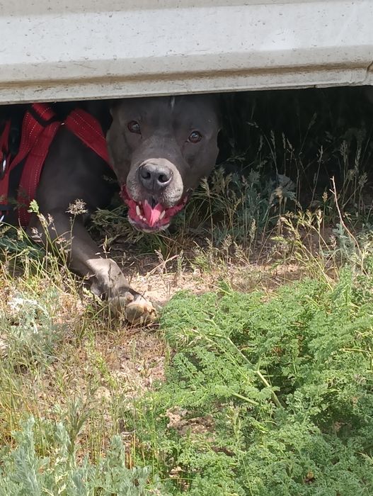 Вязка!!! не продажа!