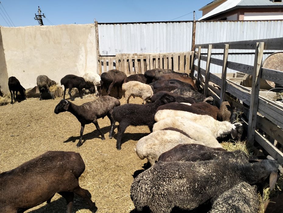 Еркек койлар бар