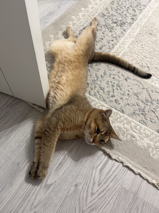 Котята в самые ответственные руки