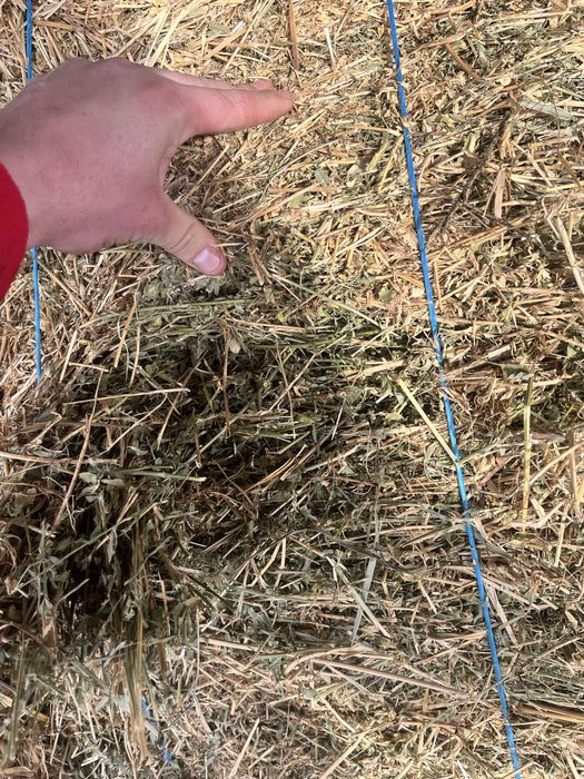 Baloti de cocenasi si trifoi !