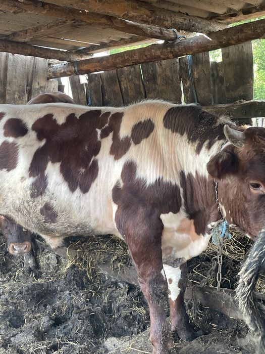 Продам быков , через веса 3200