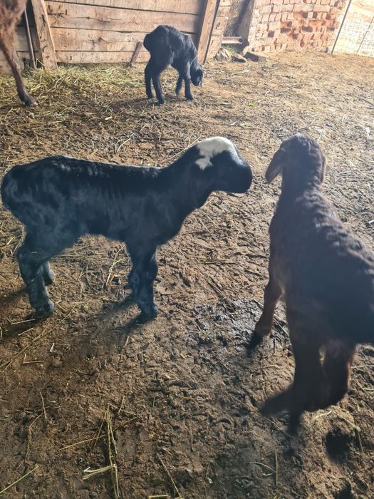 Қозылар  сатылады