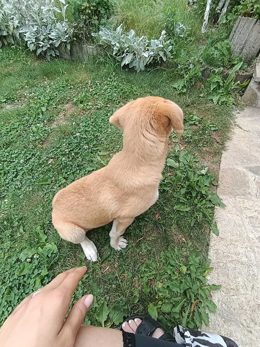 Подарявам кученце