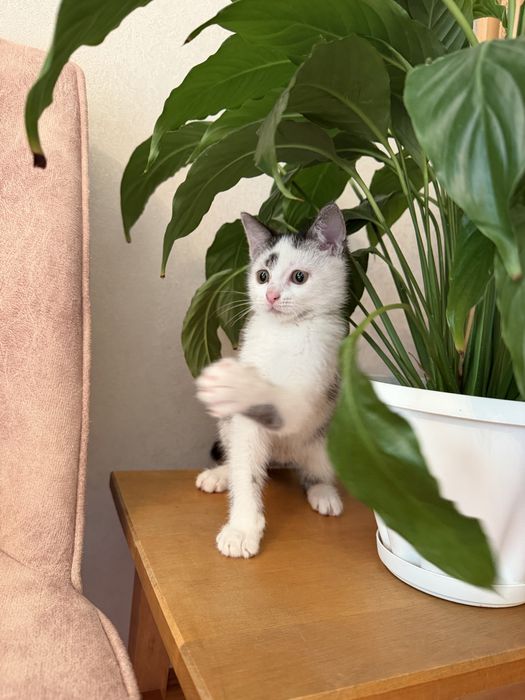 Милые, ласковые котята