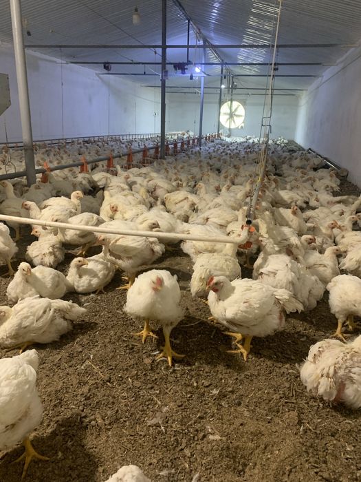 Куры,Бройлеры,Мясо