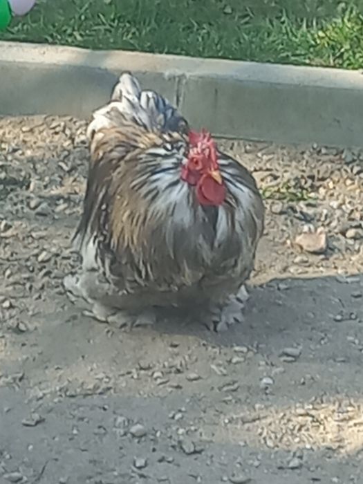 Vand un cocos  de chochina  pitici