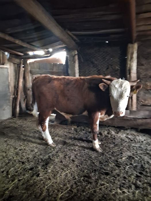 Бұқа сатылады 3 бас