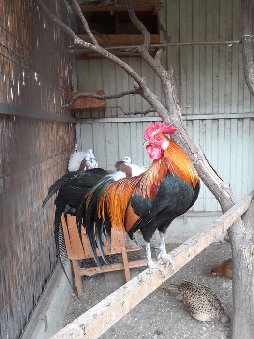 Cocosel pitic de rasa.