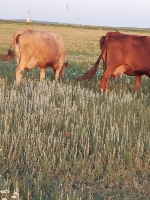 Продам коров парами, 4 головы.