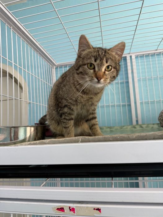 Ищем хозяев для кошечки