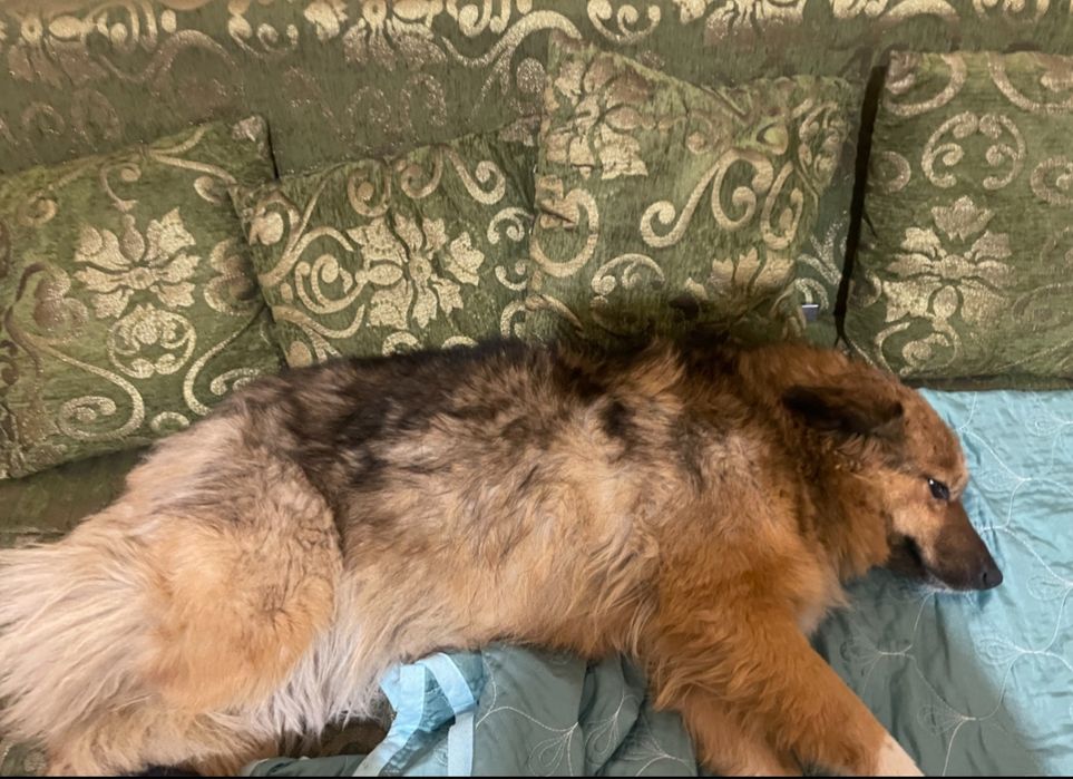 потерялась собачуля,село амангельды,улица орталык,выше талгара