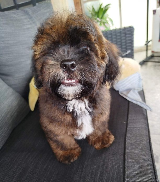 Shih poo/Mini poodle