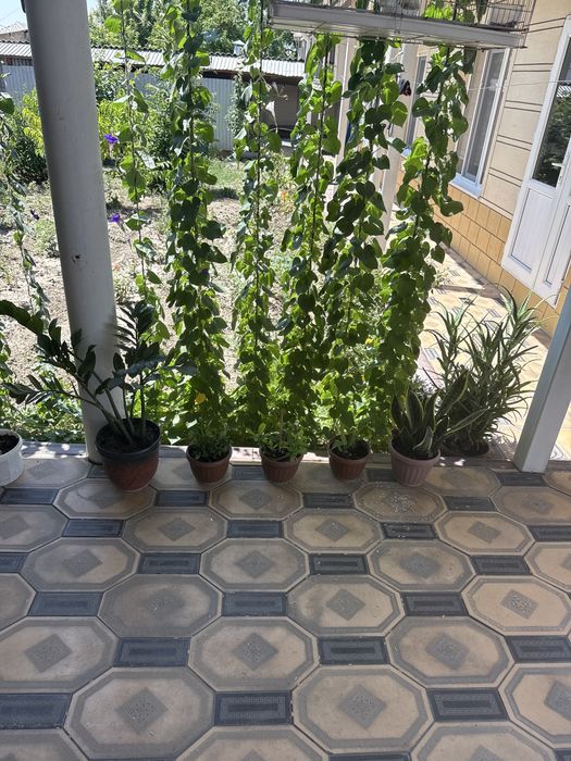 Цветы в домашних условиях