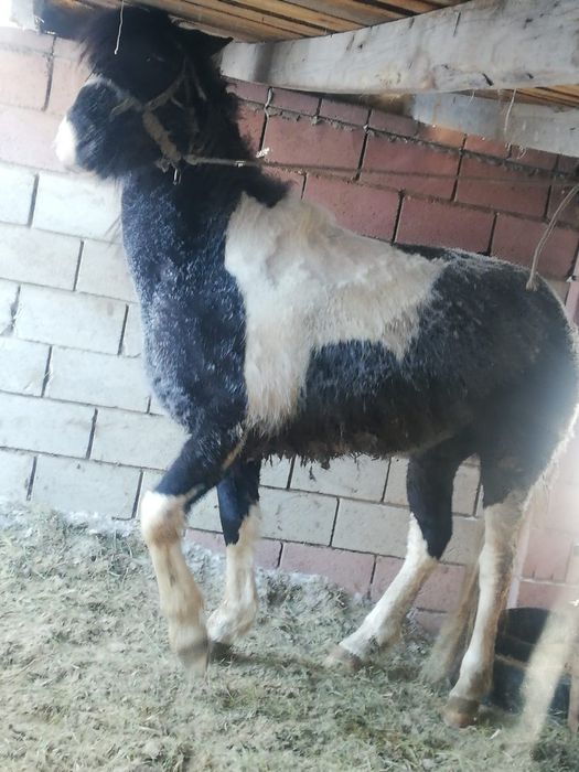 Продам 9 молодого 9 жеребца