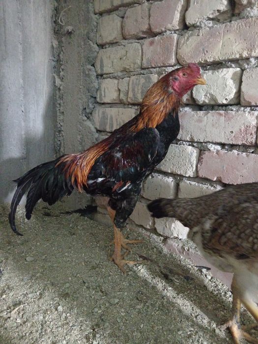 Дакан тухуми сотилади