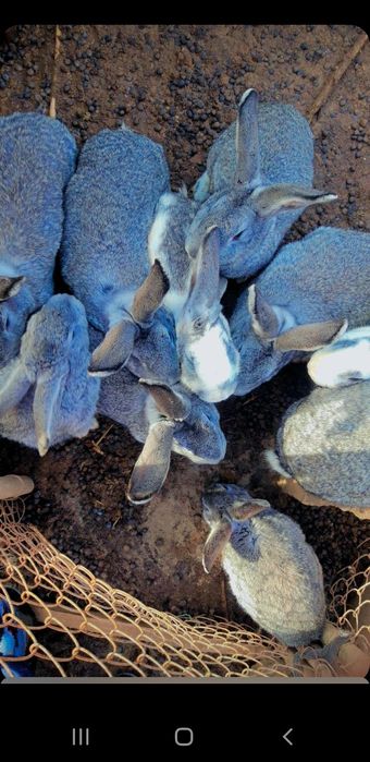 Қоян бағасы 6000тг