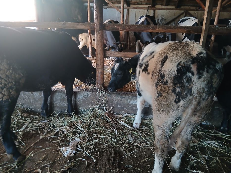 Vand vitei  mari si mici