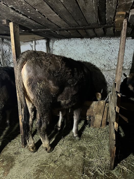 Продам тёлочку .