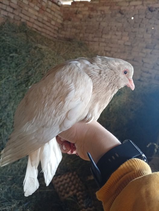 Красивые голубь есть