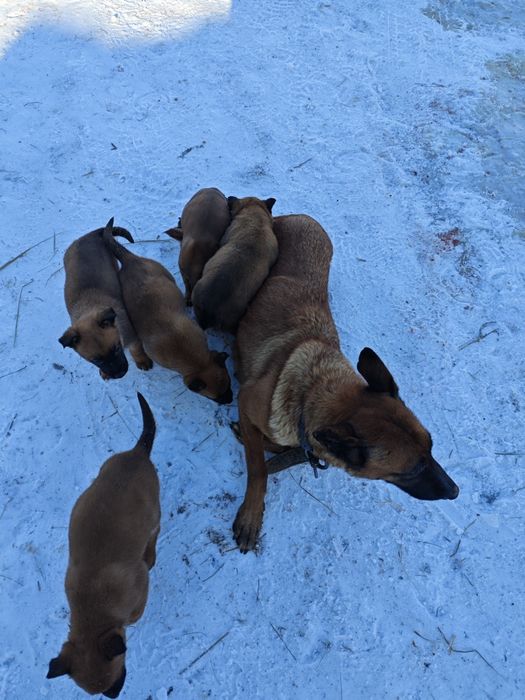 Щенки бельгийской овчарки (малинуа)