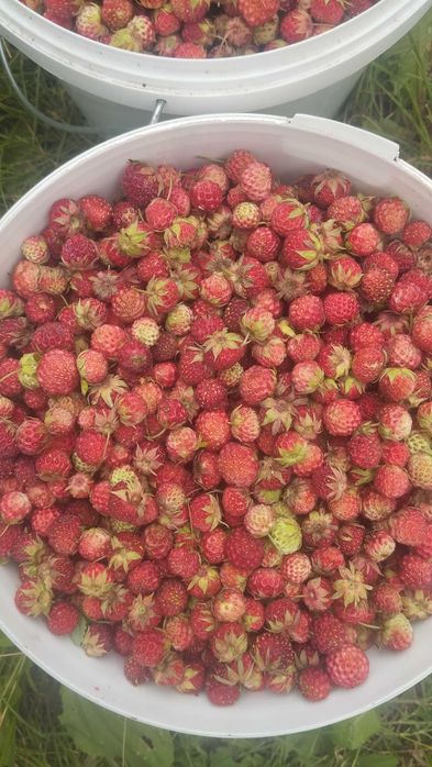 Продам лесную ягоду земляника.