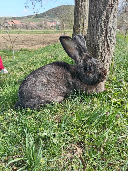 Uriași și alte rase